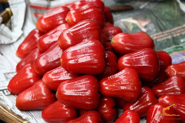 Tăng cường hệ miễn dịch