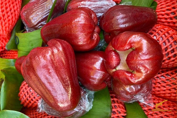 Quả roi đỏ là gì?